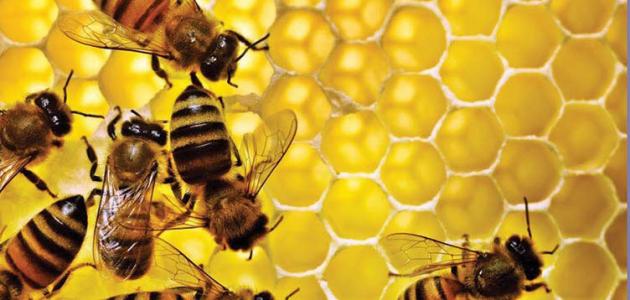  العسل الاصلي 