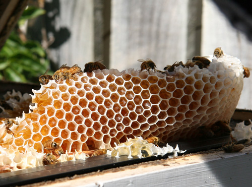 مناحل العسل في بورصة