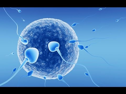 سعر تحليل السائل المنوي